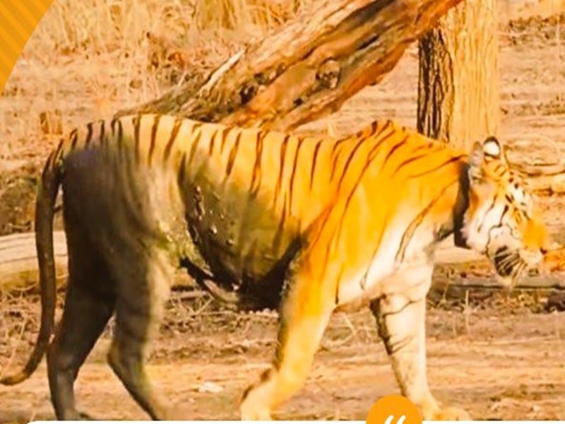 प्रधानमंत्री नरेन्द्र मोदी ने कालर वाली बाघिन की स्मृति को अक्षुण्ण बना दिया : मुख्यमंत्री शिवराज सिंह चौहान