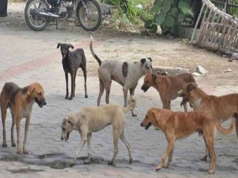 Bihar: मंदिर लूटने से पहले बदमाशों ने 7 कुत्तों का मार डाला, दानपेटी से चोरी किए 15 हजार रुपए
