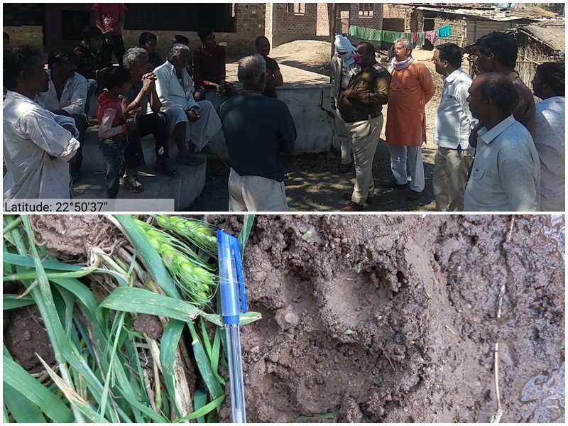 हाटपीपल्या के भटोनी के जंगल में दूसरे दिन भी की तेंदुए की सर्चिंग, किसानों को वन विभाग ने दिए पटाखे