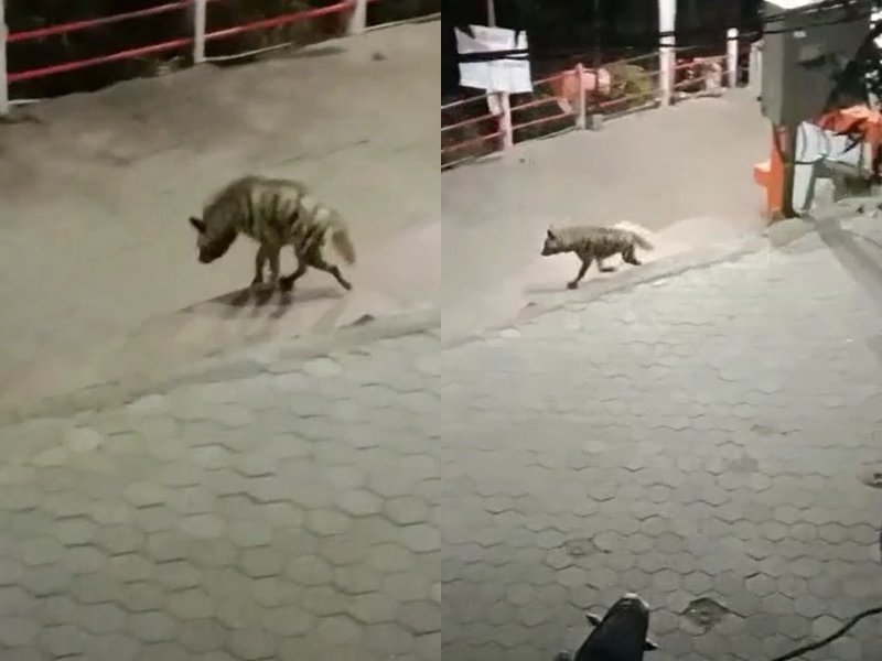 देवास की माता टेकरी पर दिखा लकड़बग्घा, वन विभाग ने पकड़ने के लिए लगाया पिंजरा