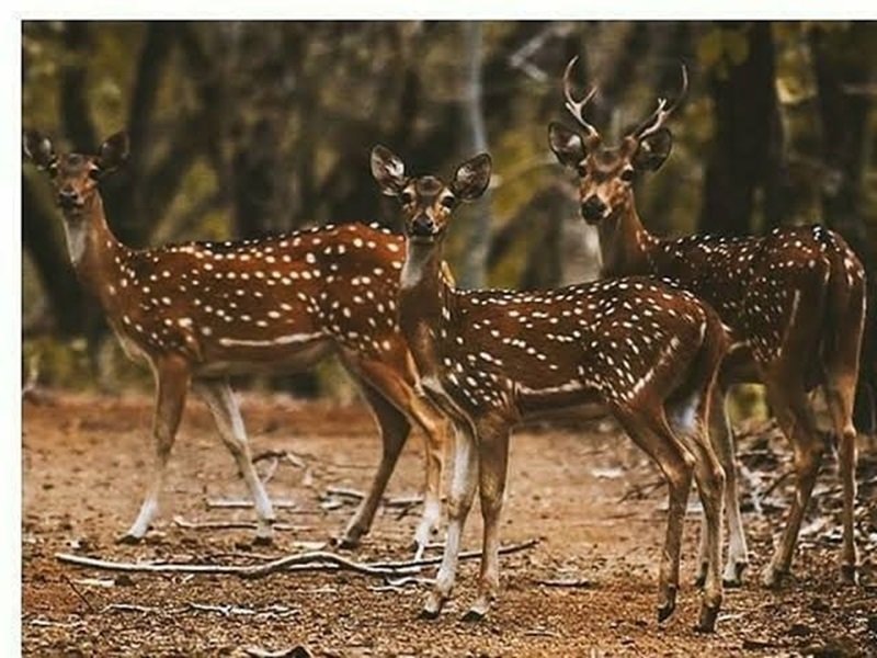 जबलपुर के गांवों में फसलों की सुरक्षा के लिए लगाए गए करंट से वन्य जीवों को बढ़ा खतरा