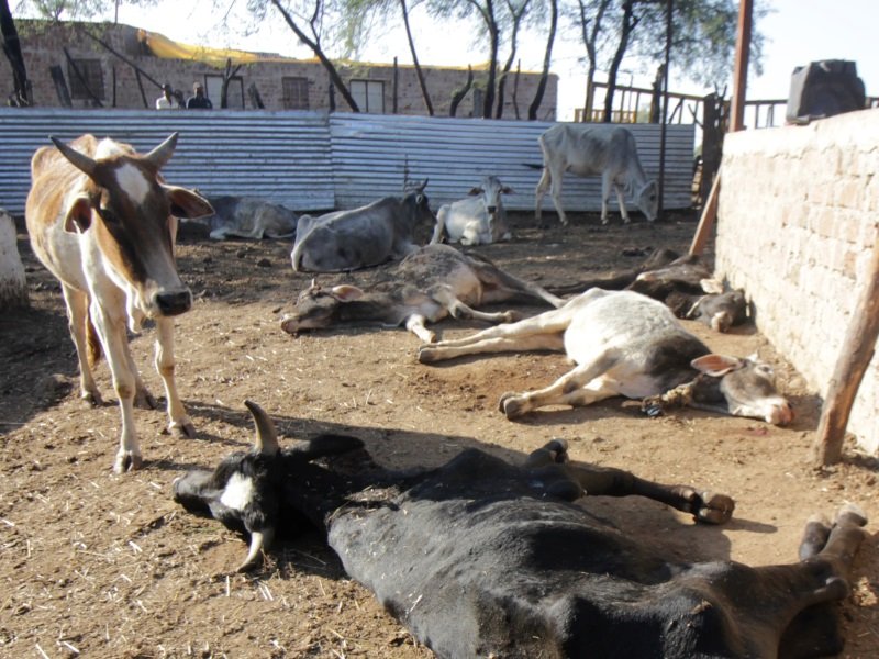 गोवंश की कब्रगाह बनी बसई की गोशाला पर आज चलेगा प्रशासन का बुलडोजर, गायों को दूसरी जगह भेजा