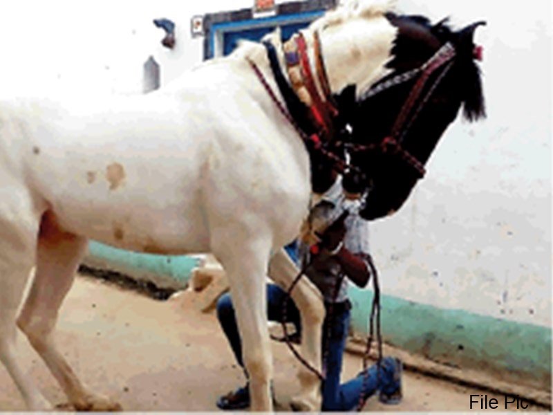 Bhopal News: अगले महीने हट सकता है घोड़ों के सार्वजनिक उपयोग पर प्रतिबंध, अगस्त में ग्लैंडर्स बीमारी के चलते लगी थी रोक