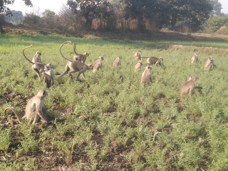 वीडियो: बांधवगढ़ टाइगर रिजर्व के बंदर खेतों में पहुंचकर किसानों की मेहनत को कर रहे चौपट