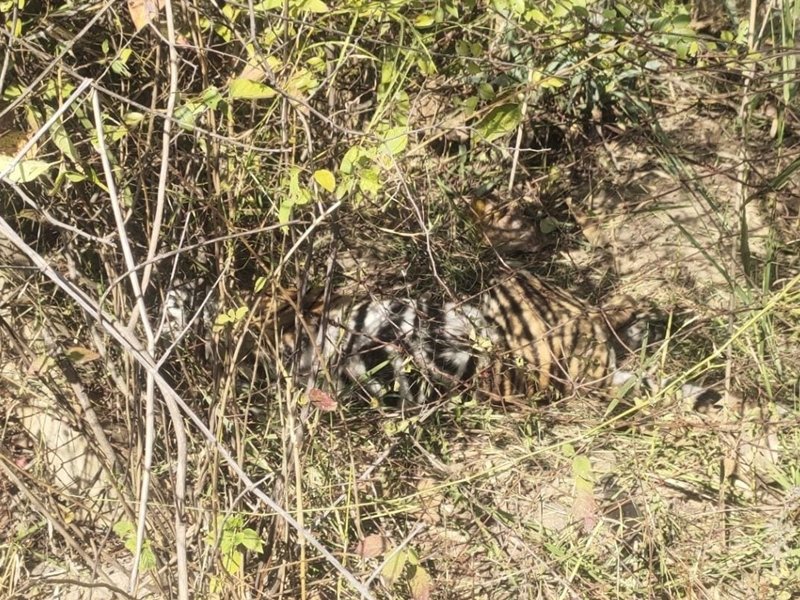 उमरिया के बांधवगढ़ टाइगर रिजर्व में रिसोर्ट की फेंसिंग के अंदर घायल मिला बाघ शावक