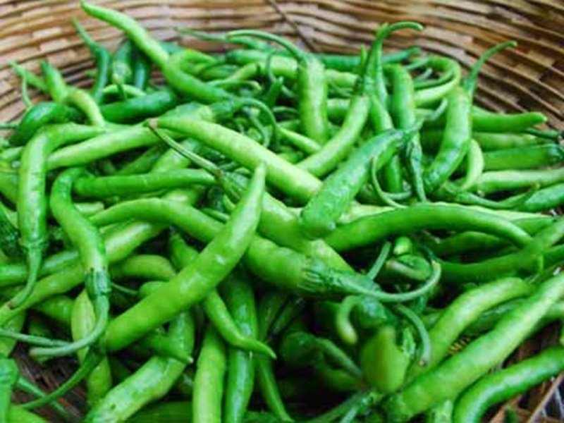 हरी मिर्च ने दिखाए तीखे तेवर, इंदौर के खेरची बाजारों में 100 रुपये किलो बिक रही