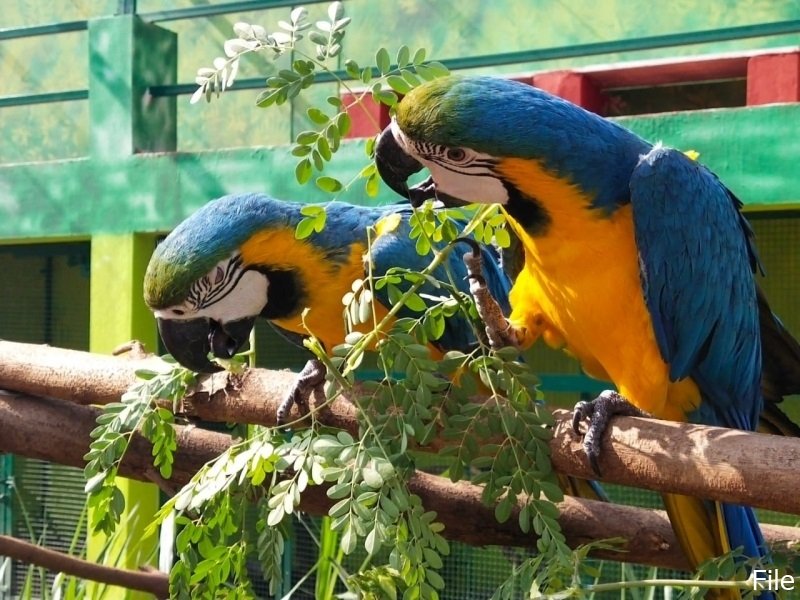 जबलपुर में कोरोना ने टाली परिंदों की गिनती