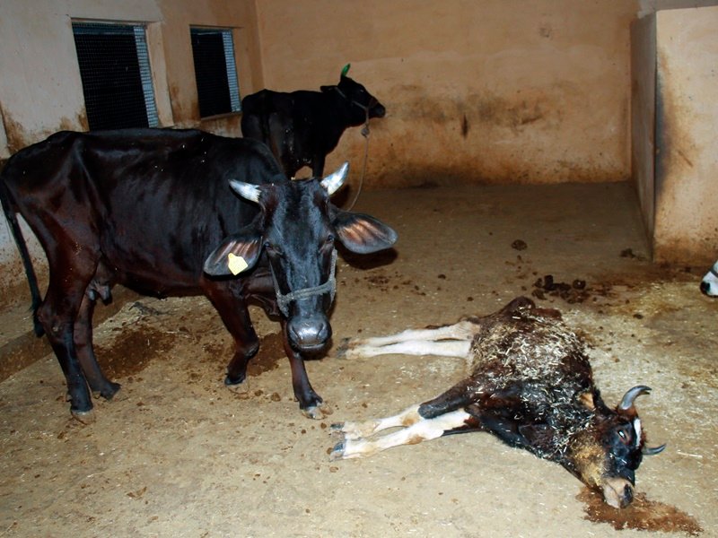 MP News: इंदौर के पेडमी की गोशाला में डेढ़ सौ गायों के कंकाल मिले, मैनेजर गिरफ्तार