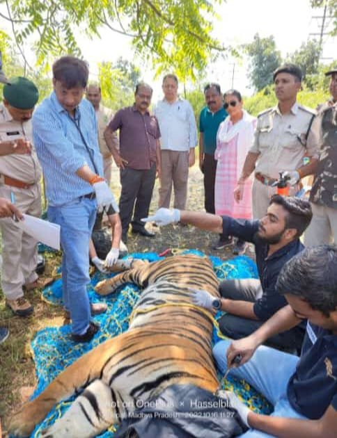 मैनिट परिसर में आतंक मचाने वाला शेर पकड़ाया