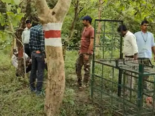 पिंजरे लगाकर परेशान, लेकिन नहीं फंसे सियार