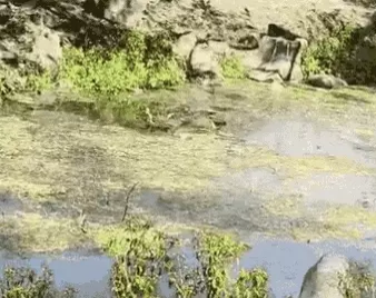 भोपाल में बोरे से ढकी मिली लाश