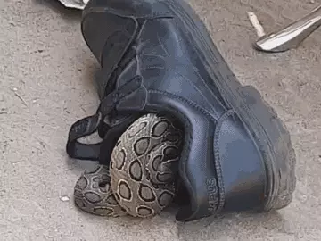 जैसे ही जूता पहना, हलचल हुई, देखा…अंदर बैठा था सांप:भोपाल में स्कूली बच्चे के होश उड़े