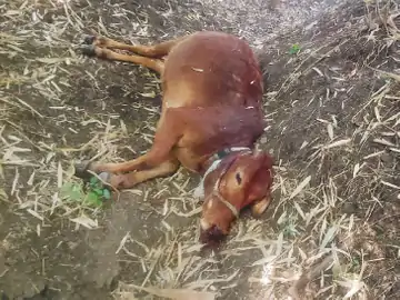 भोपाल में टाइगर का मूवमेंट, बछड़े को बनाया शिकार