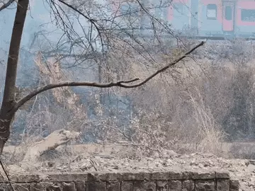 भोपाल में रेलवे ट्रैक किनारे झाड़ियों में आग