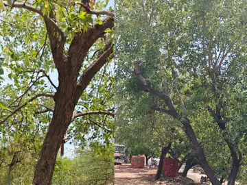 भोपाल में पेड़ों को बचाने आगे आए लोग