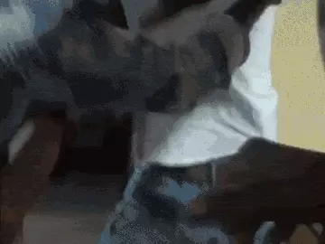 भोपाल में चोरी का विरोध करने पर परिवार पर हमला