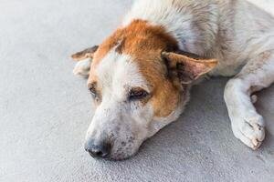 भोपाल में फीमेल डॉग से दरिंदगी