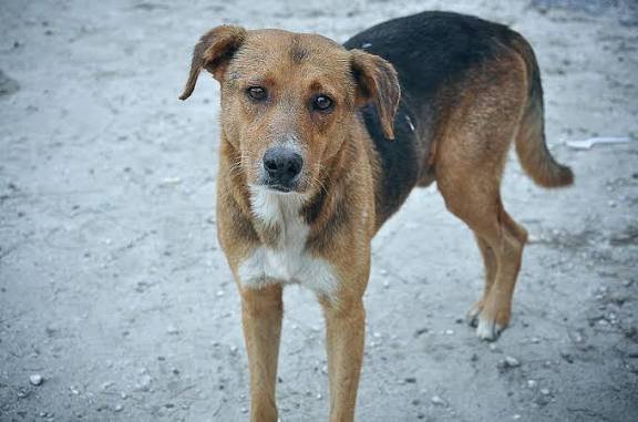 कुत्ते पर लड़ाई ने पहुंचा दिया अस्पताल