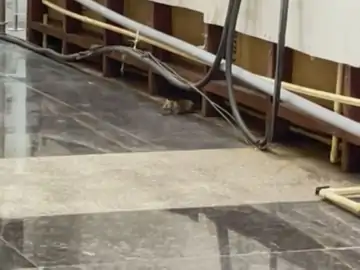 यात्री की पेंट में चूहा घुसा और उसने काट लिया