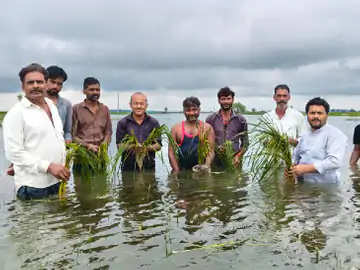 हलाली डैम के पानी से भोपाल जिले की फसलें 2 से 3 फीट तक डूब गई