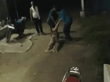 भोपाल में भाजपा नेत्री को गुर्जरों ने घसीटा, चांटे मारे