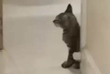 एमवाय अस्पताल में बड़ी लापरवाही: जहां बटती है जीवनरक्षक दवाएं, वहां बिल्लियों ने दिया बच्चों को जन्म