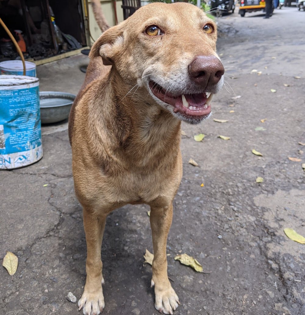 भोपाल स्टेशन पर दहशत: कुत्ते के हमले से घबराकर एस्केलेटर से गिरा मासूम, गंभीर घायल