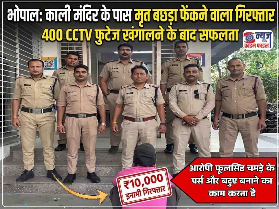 भोपाल: काली मंदिर के पास मृत बछड़ा फेंकने वाला आरोपी गिरफ्तार, 400 CCTV खंगालने के बाद मिली सफलता