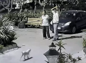 मासूम पिल्ले की बेरहमी से पिटाई, मौत; आरोपी के खिलाफ FIR दर्ज