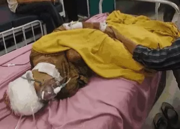 सवाई माधोपुर: घर में सो रही 78 वर्षीय बुजुर्ग पर लेपर्ड का हमला, साहसी बेटे ने बचाई जान